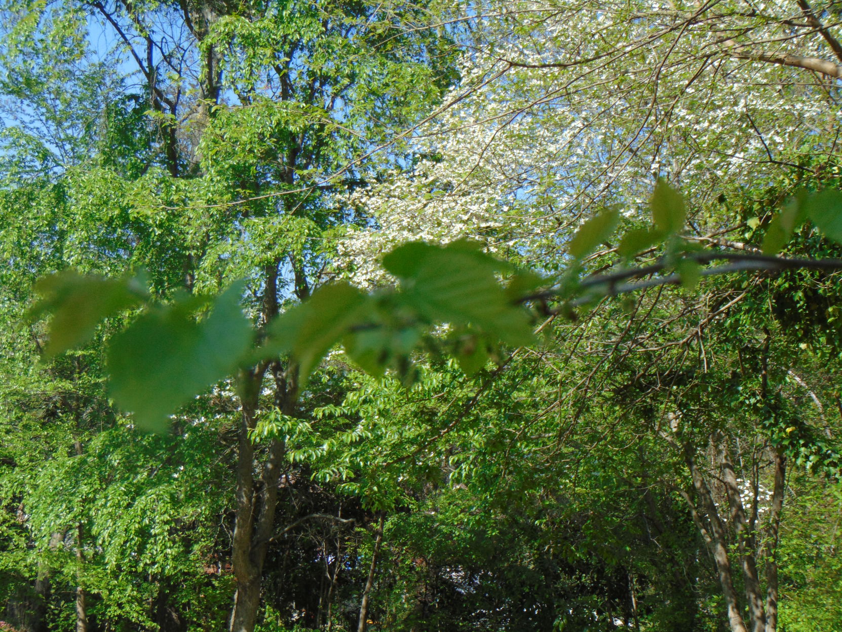 Spring photos (9).JPG